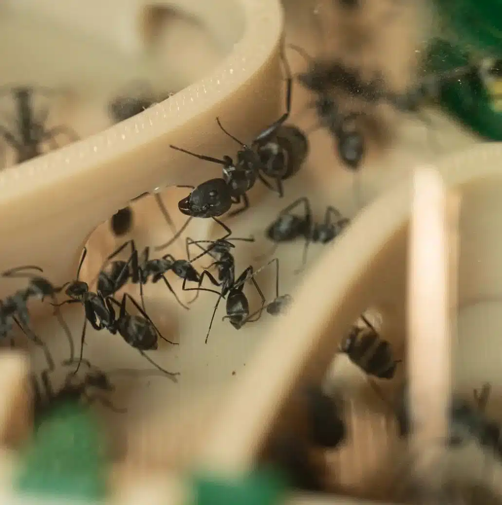 Fourmis en gros plan macro dans un nid modulaire Maison Fourmis imprimé en 3D, vue à travers la vitre d'observation